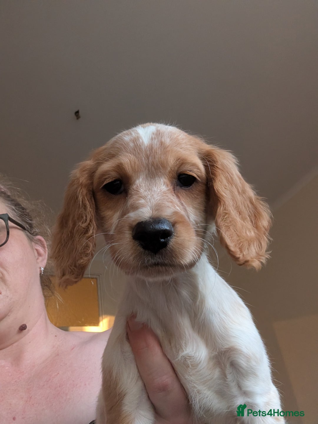 Cocker Spaniel dogs for sale: Cocker spaniel beauties in Shildon - Image 13