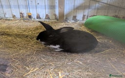 English rabbits for sale: Rabbit called Scout - Image 6