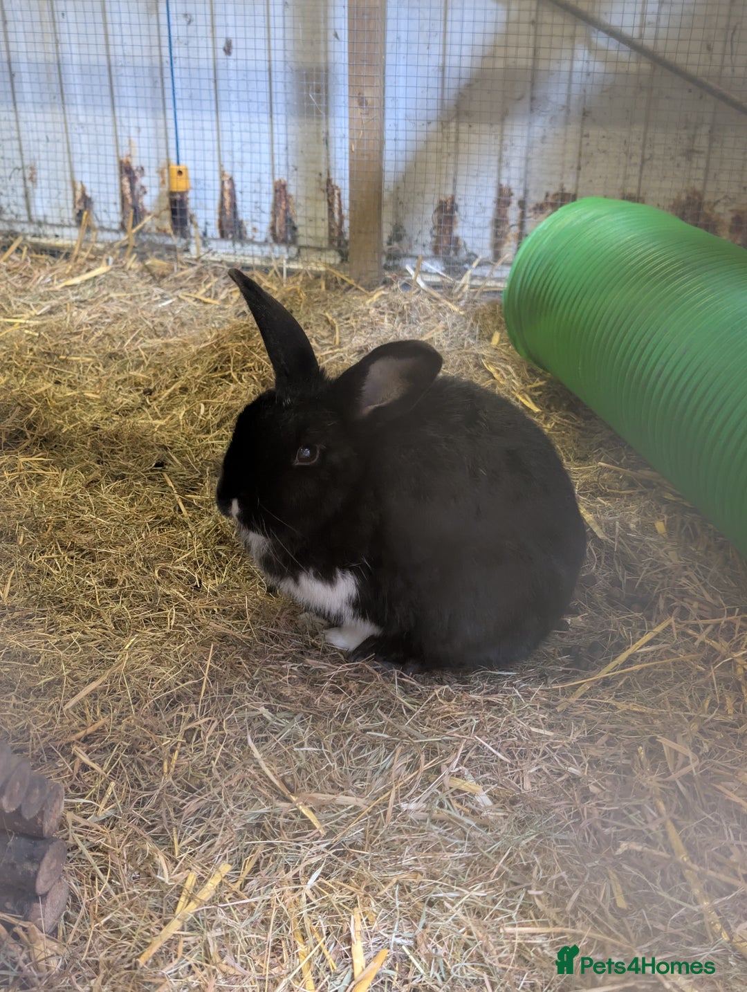 English rabbits for sale: Rabbit called Scout - Image 6