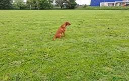 Labrador Retriever dogs for stud: KC registered Fox Red Labrador at stud £500 in Whitley Bay - Image 7