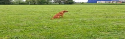 Labrador Retriever dogs for stud: KC registered Fox Red Labrador at stud £500 in Whitley Bay - Advert 7