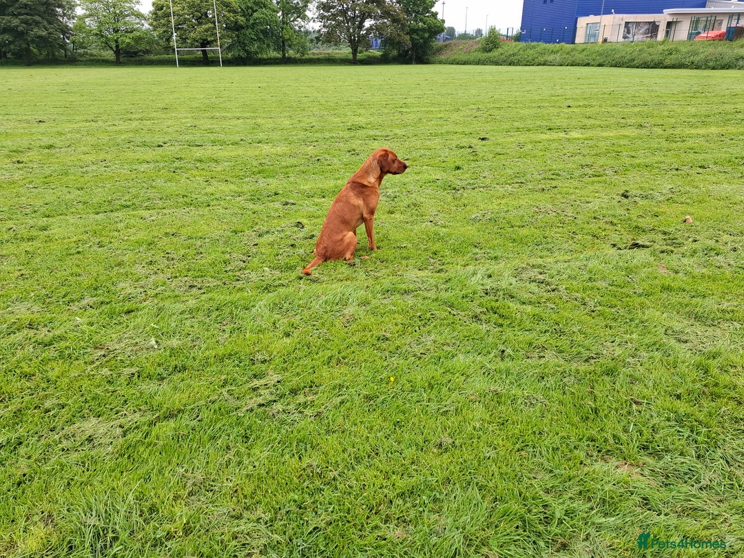 Labrador Retriever dogs for stud: KC registered Fox Red Labrador at stud £500 in Whitley Bay - Image 7