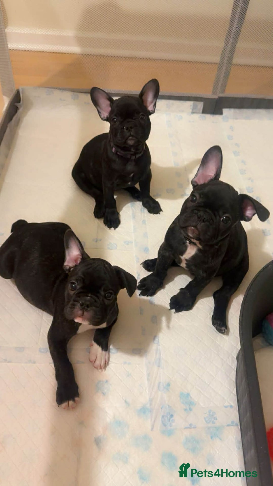 French Bulldog dogs for sale: French puppies  - Advert 5