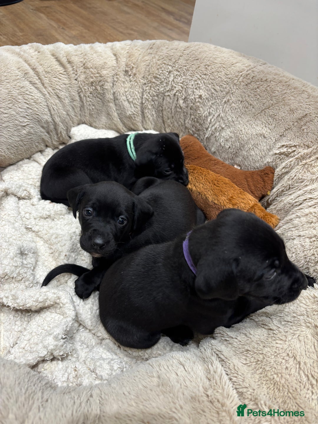 Mixed Breed dogs for sale: Dalmador puppies 3 girls left  - Advert 10