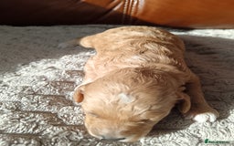 Cockapoo dogs for sale: Beautiful litter of cockapoos - Image 23