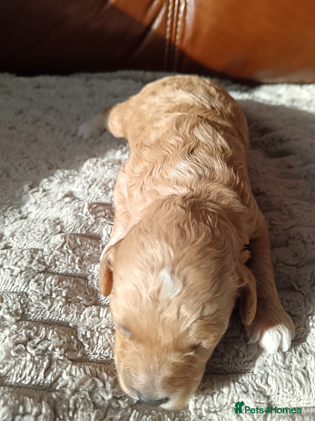 Cockapoo dogs for sale: Beautiful litter of cockapoos - Image 23