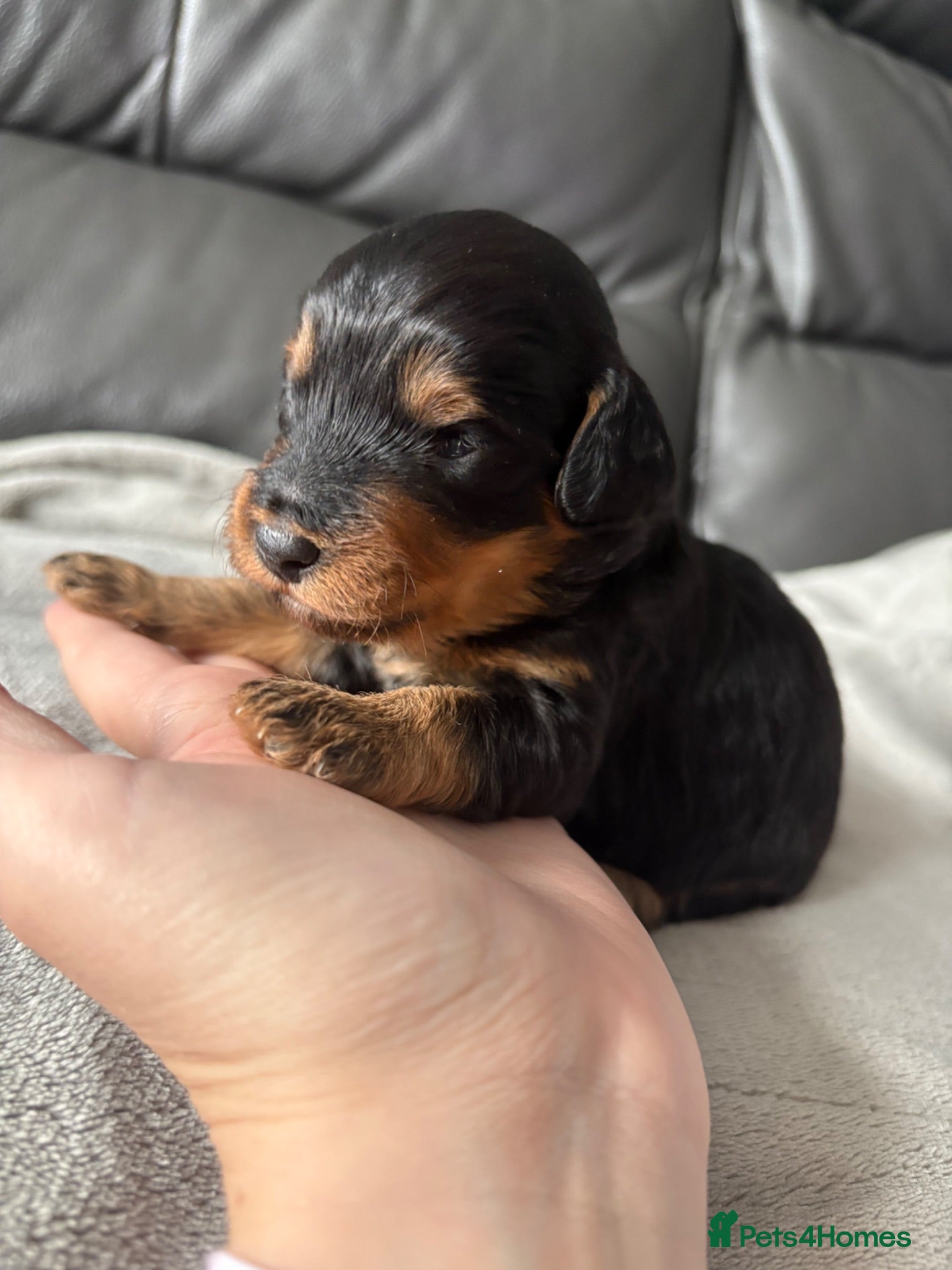 Cavapoo dogs LAST GIRL AVAILABLE- F1b Cavapoo puppies  - Advert 2