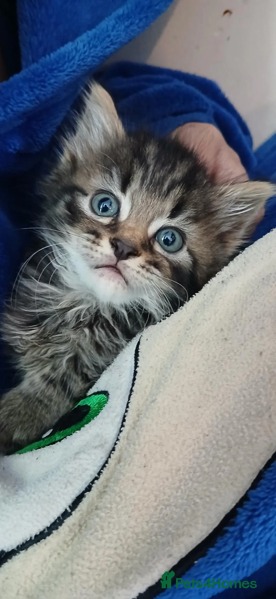 Mixed Breed cats for sale: Ready soon  in Andover - Advert 8