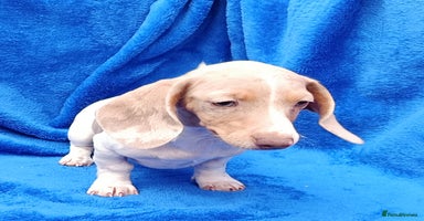 Dachshund dogs - Advert 3