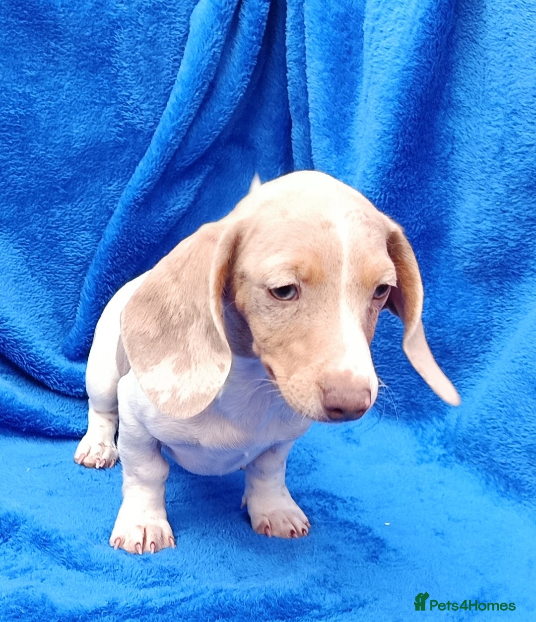Dachshund dogs for sale: FULLY VAC RAINBOW MINI DAXI PRA CLR KC REG - Image 4
