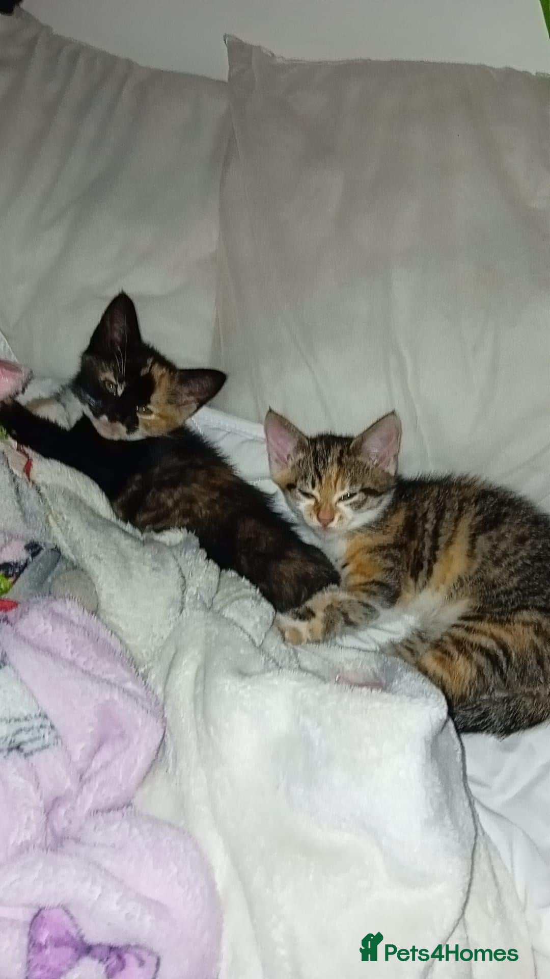 Domestic Shorthair cats for sale: 1 year old sisters  - Advert 8