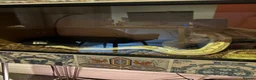 Python Snake reptiles for sale: Ball python with full set up in Leicester - Advert 4