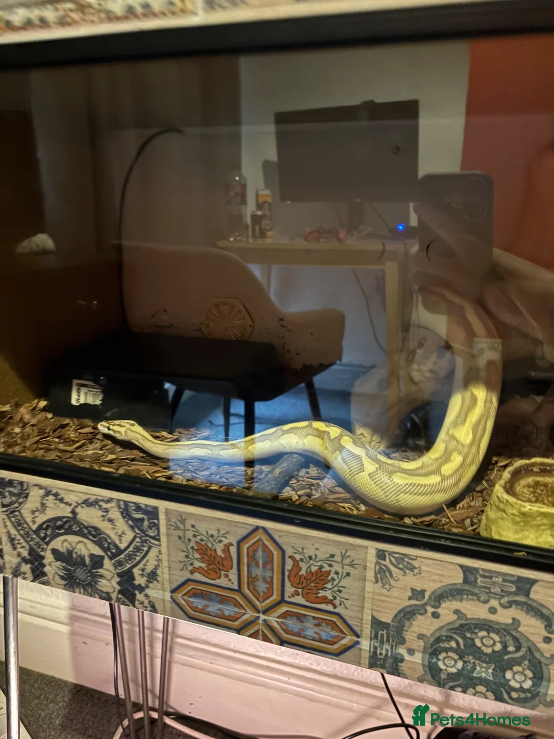 Python Snake reptiles for sale: Ball python with full set up in Leicester - Advert 4