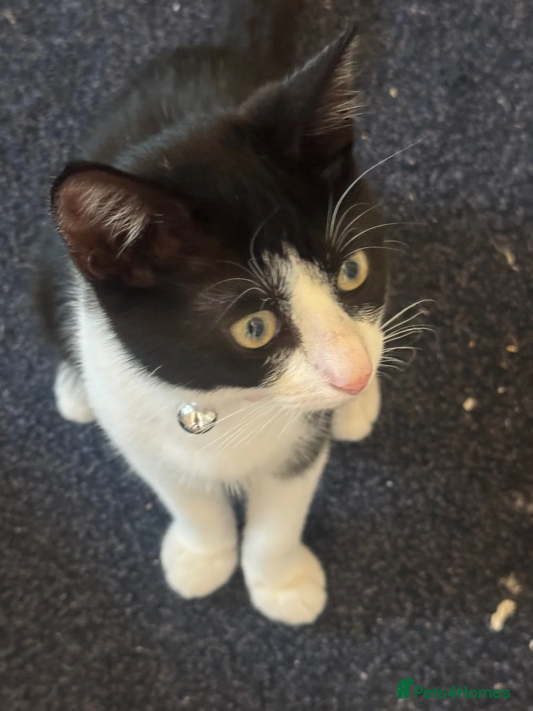Mixed Breed cats for sale: Rehome in Birmingham - Advert 2