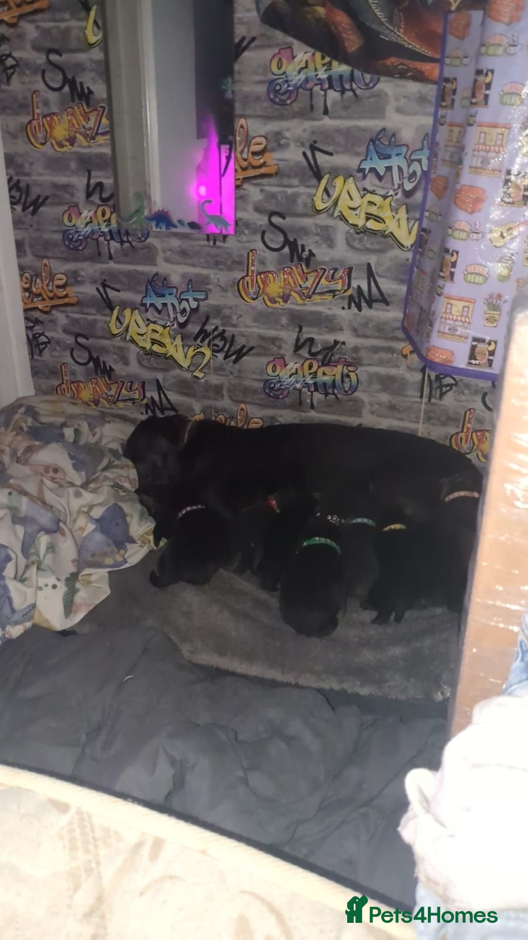 Labrador Retriever dogs for sale: Silver Labrador puppies  - Advert 4