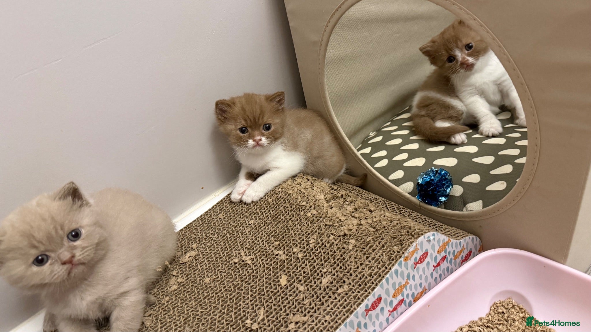 British Shorthair cats Cinnamon -white BSH  - Advert 1