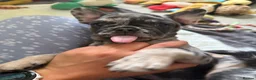 French Bulldog dogs for sale: Happy & Healthy French Bulldog puppies, two girls! - Advert 8