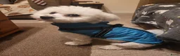 Bichon Frise dogs for stud: Bobby.full bread Bicton frise ,  - Advert 5