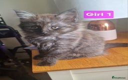 Maine Coon cats for sale: Gorgeous Half Maine Coon Boys and Girls  - Image 22