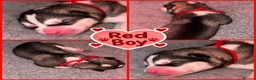 Siberian Husky dogs for sale: Siberian Husky pups - Advert 8