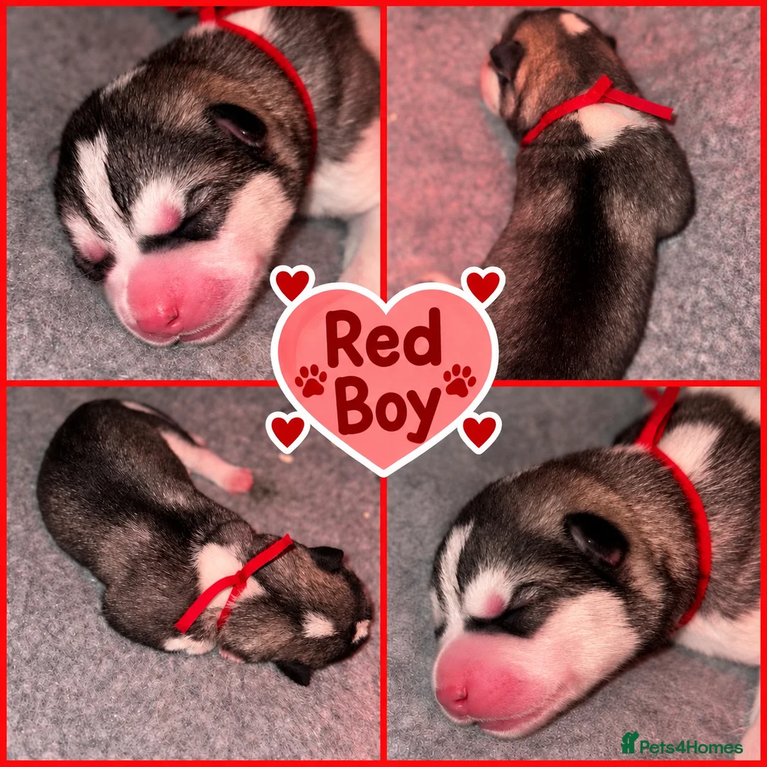 Siberian Husky dogs for sale: Siberian Husky pups - Advert 8