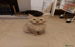 Maine Coon cats for sale: Maine coon x sphynx kittens - Image 4