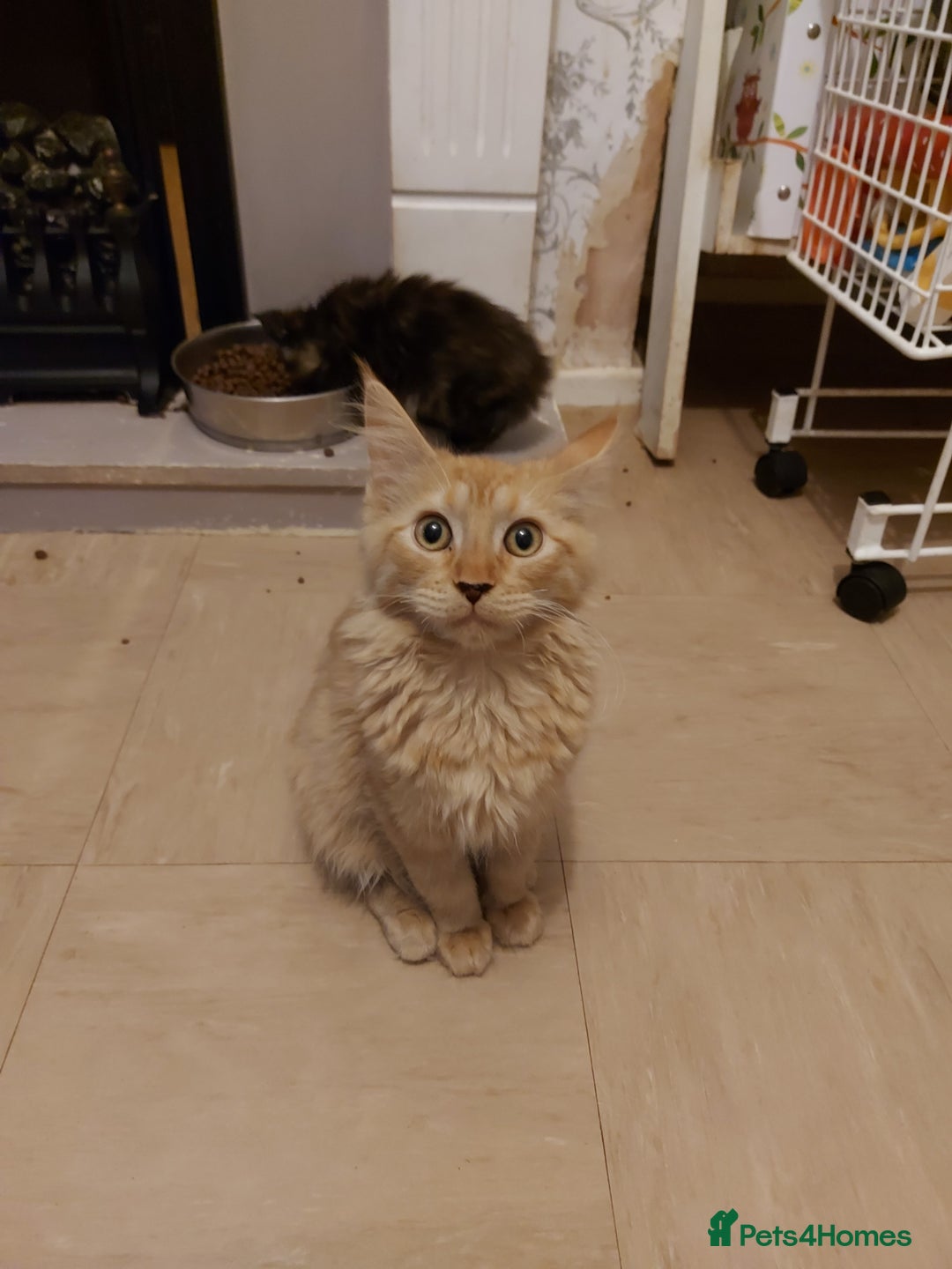 Maine Coon cats for sale: Maine coon x sphynx kittens - Image 4