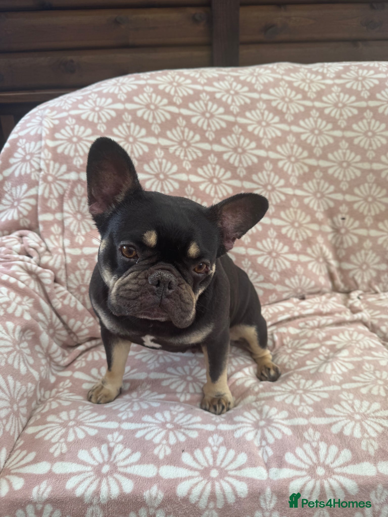 French Bulldog dogs for sale: Female French Bull - For Sale - Advert 2