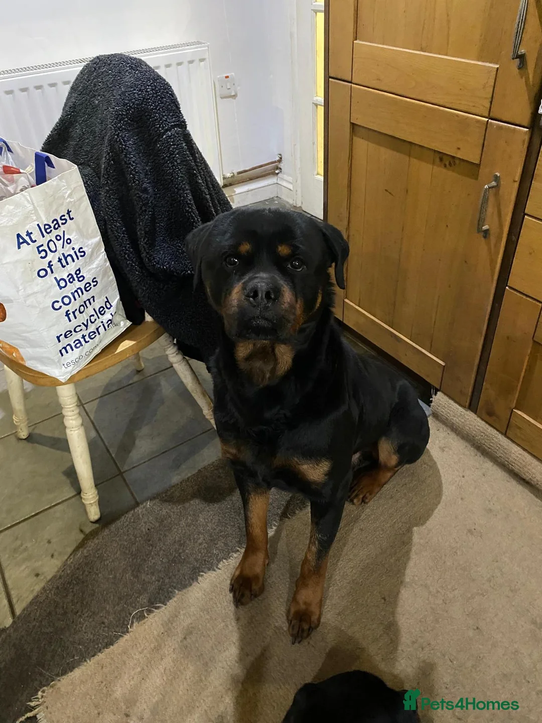 Rottweiler dogs for sale: Simba - Advert 5
