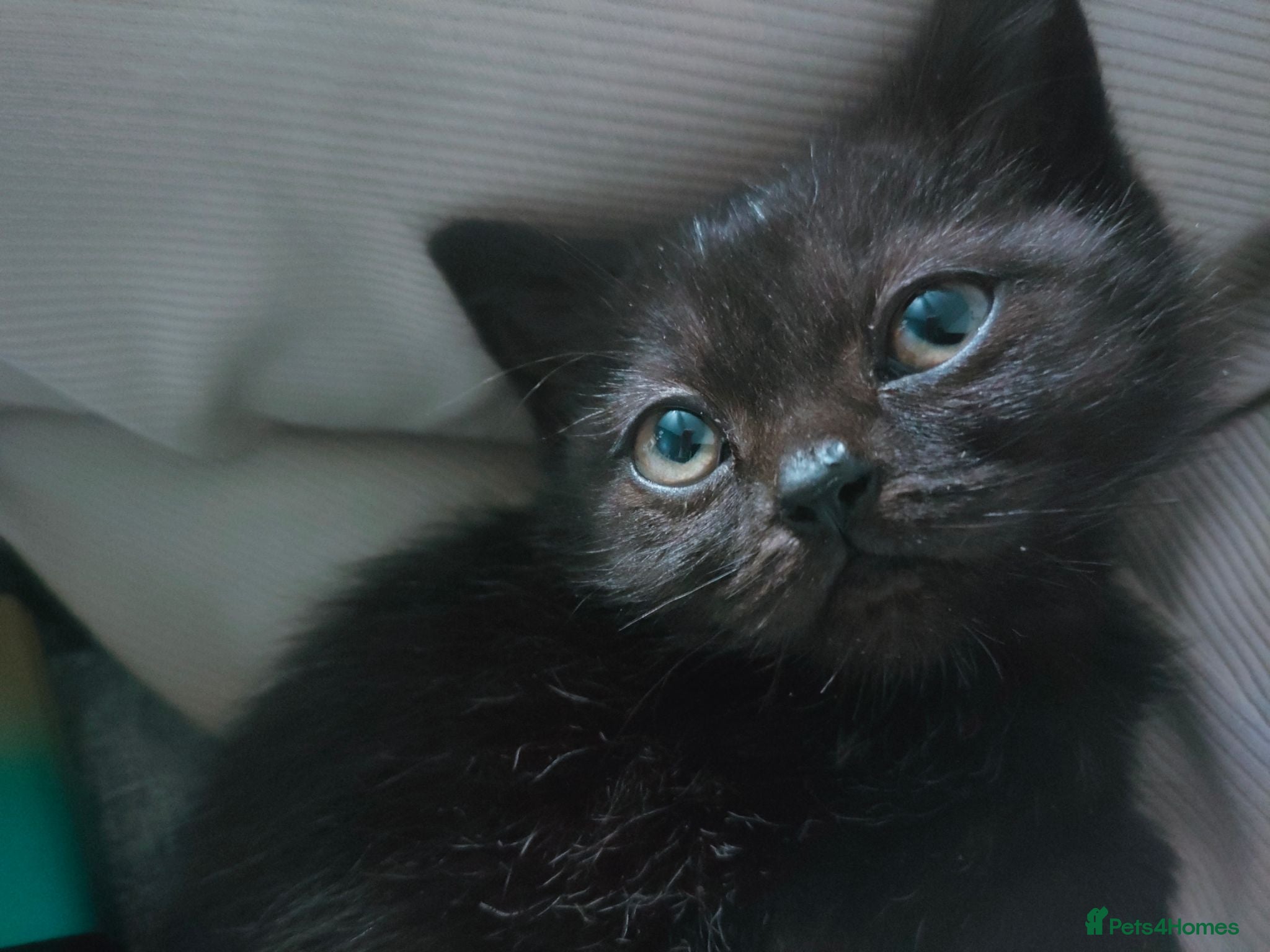 British Shorthair cats Female Beautiful British Shorthair kitt - Advert 13