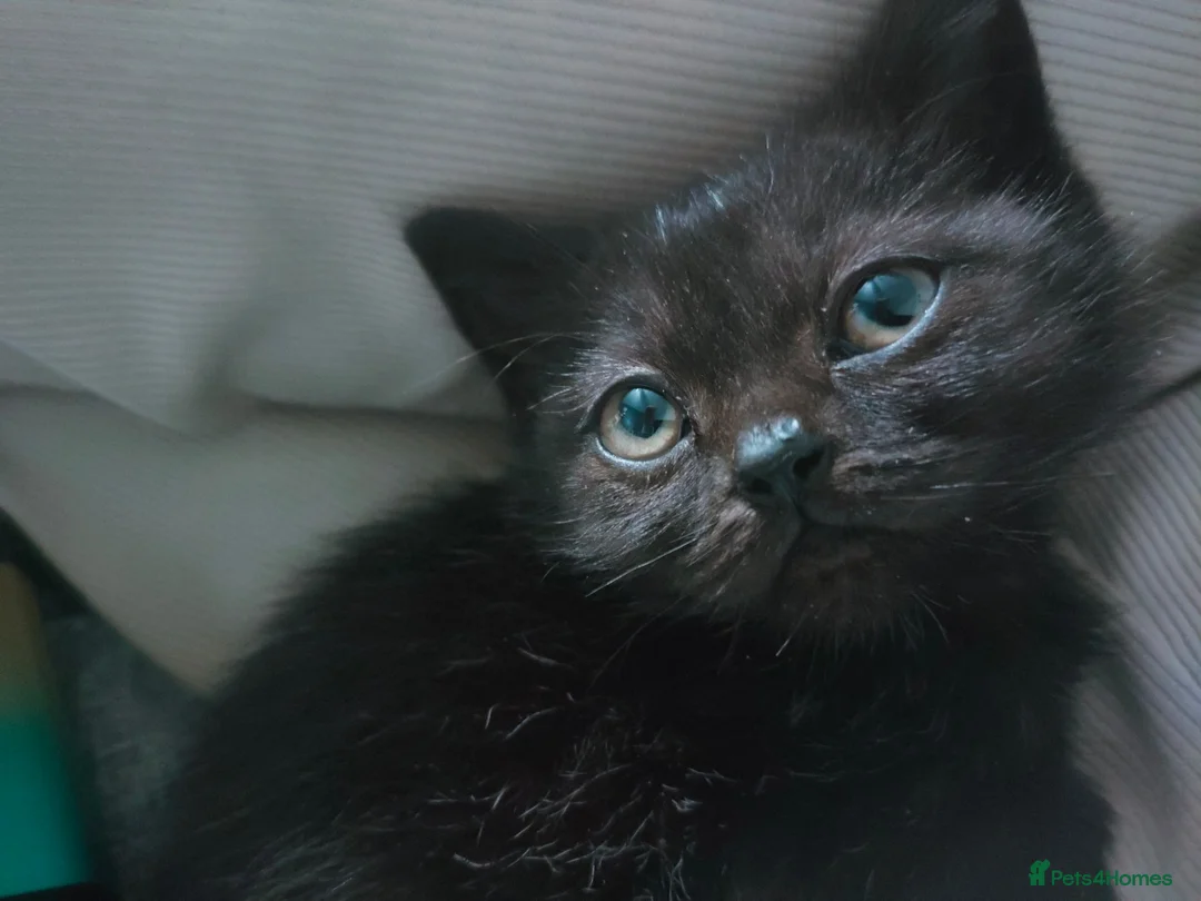 British Shorthair cats for sale: Female Beautiful British Shorthair kitt - Advert 1