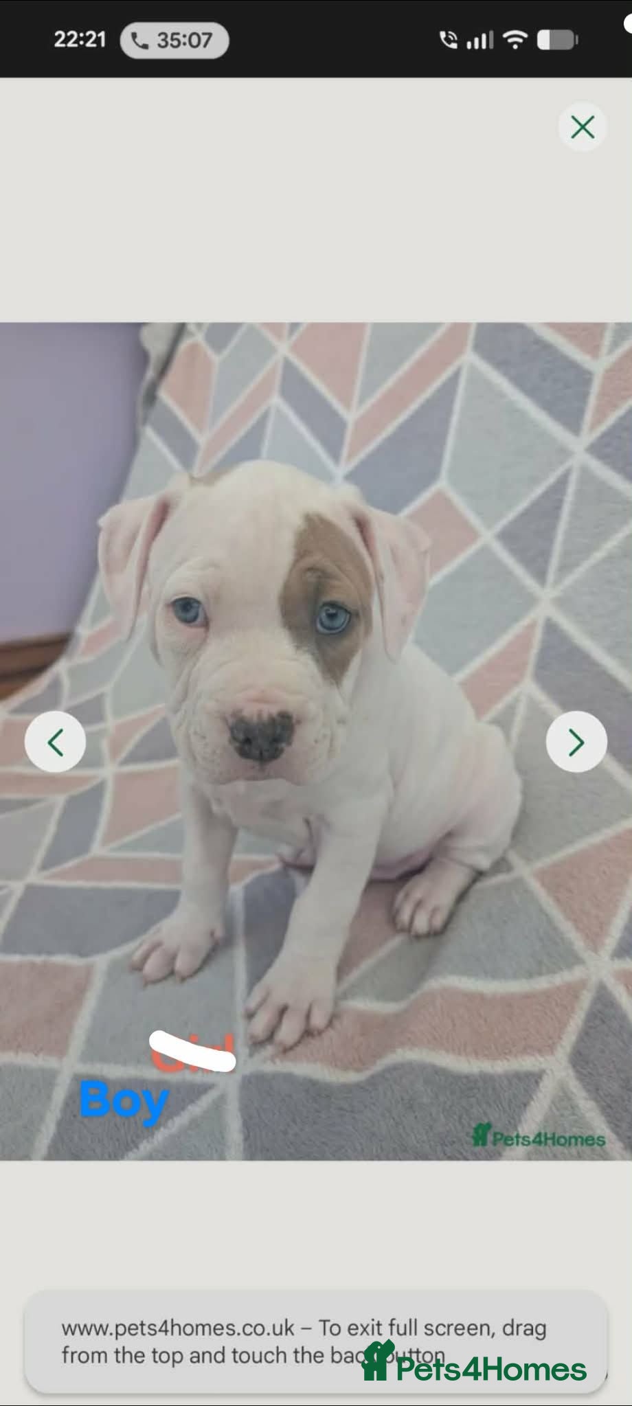 American Bulldog dogs American bulldogs  - Advert 3
