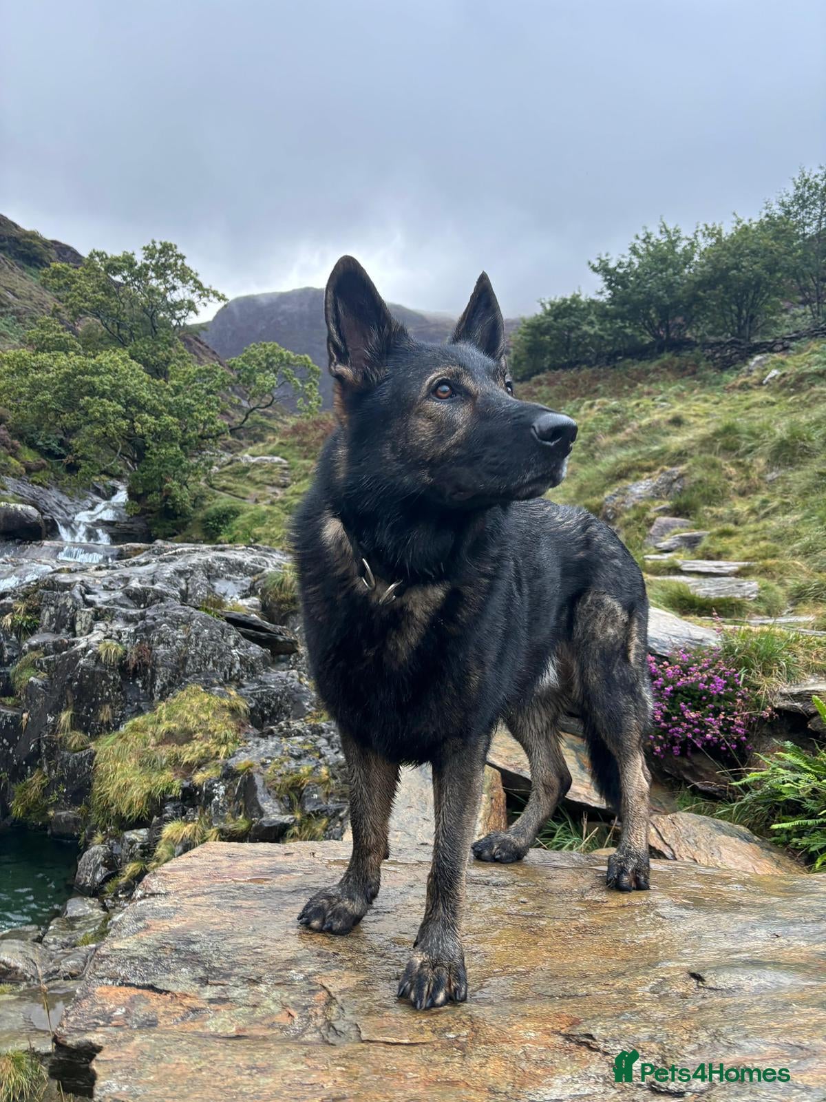 German Shepherd dogs Czech (DDR) Working Line GSD-Experienced Home Only - Advert 2