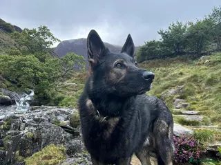 German Shepherd dogs Czech (DDR) Working Line GSD-Experienced Home Only - Advert 2