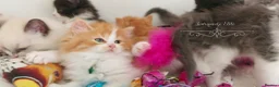 Ragdoll cats for sale: £Negotiable Beautiful cross Ragdoll/Persian😻😻😻 - Advert 20