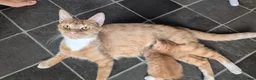Mixed Breed cats for sale: 6 kittens looking for loving homes  - Advert 1
