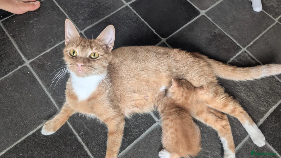 Mixed Breed cats for sale: 6 kittens looking for loving homes  - Advert 1
