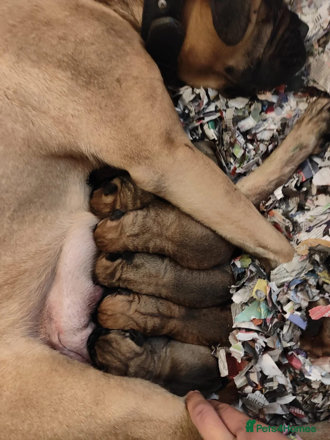 Bullmastiff dogs for sale: Beautiful litter of kc registered Bullmastiff pups - Advert 1