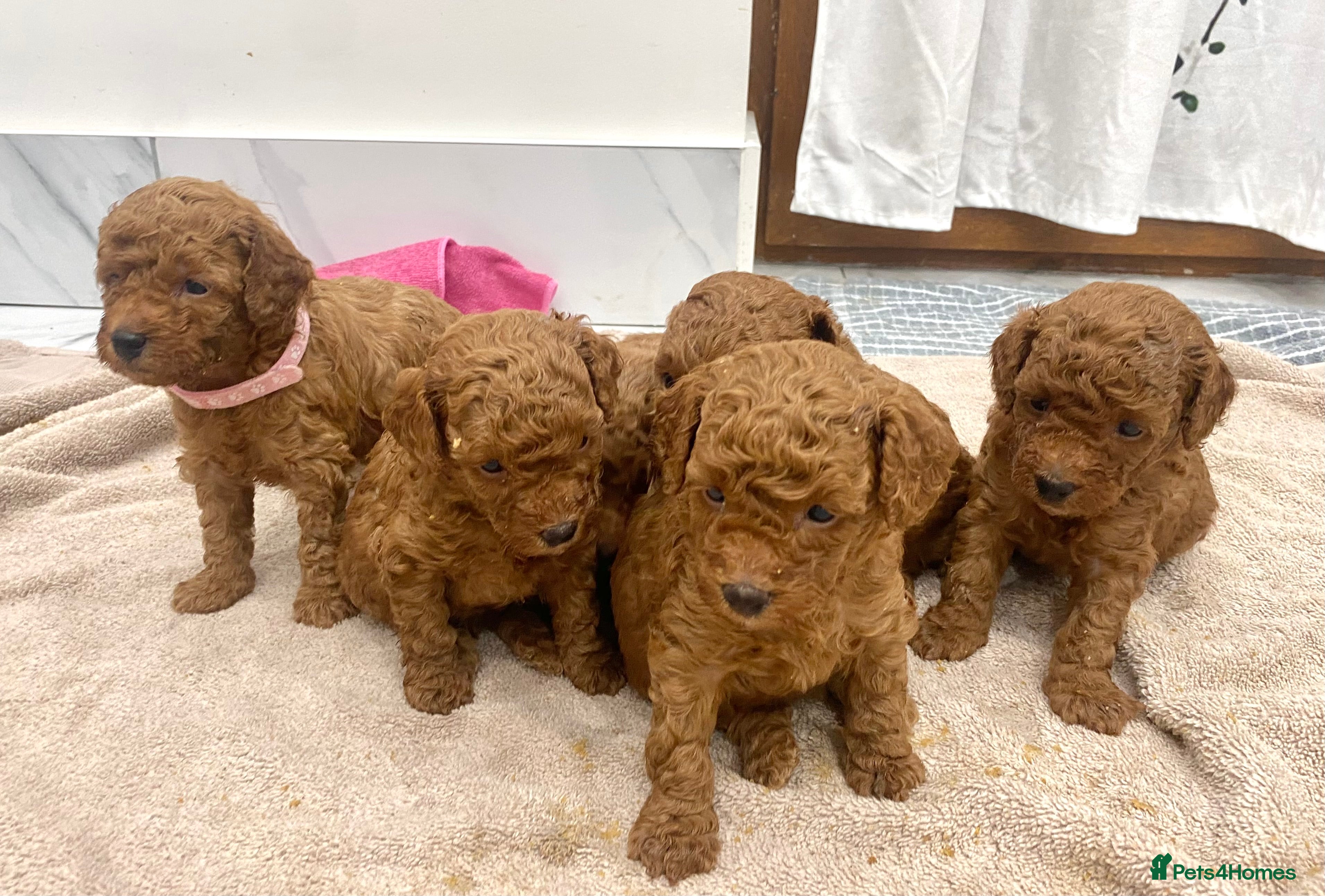 Toy Poodle dogs Red Toy Poodle Females available  - Advert 10