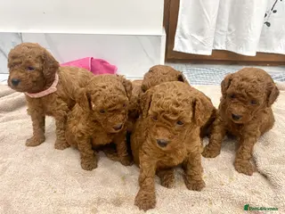 Toy Poodle dogs Red Toy Poodle Females available - Advert 10
