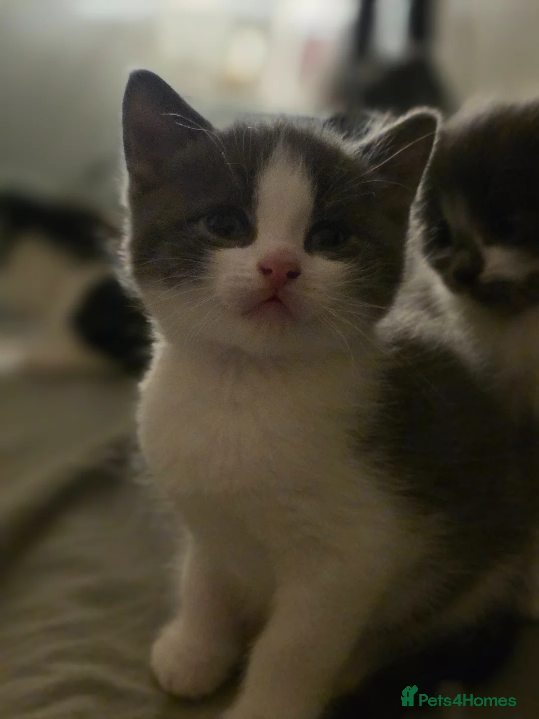 Mixed Breed cats for sale: Mixed Breed Kittens - Advert 2