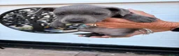 Staffordshire Bull Terrier dogs for sale: Adorable Staffordshire Bull Terrier in Wirral - Advert 12