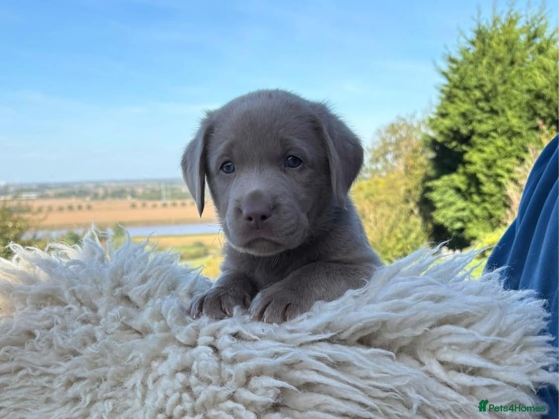 Labrador Retriever dogs Silver Labrador Retriever Puppies - Advert 1