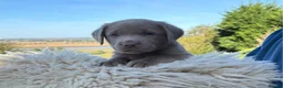 Labrador Retriever dogs for sale: Silver Labrador Retriever Puppies - Advert 1