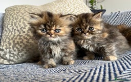 Persian cats for sale: Pure Persian kittens - Image 9