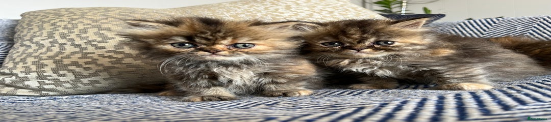 Persian Kitten 4