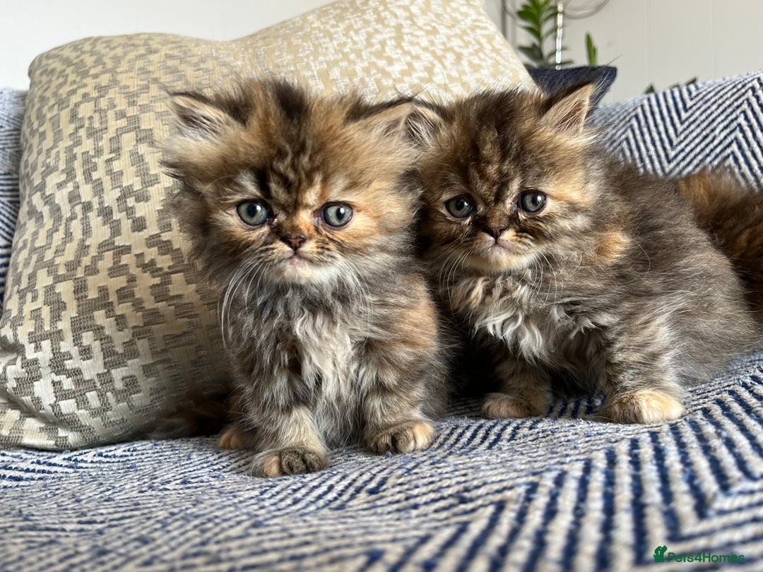 Persian cats for sale: Pure Persian kittens - Image 9
