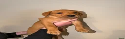 Labrador Retriever dogs for sale: Stunning fox red Labrador pups 🐶  in Rotherham - Advert 20