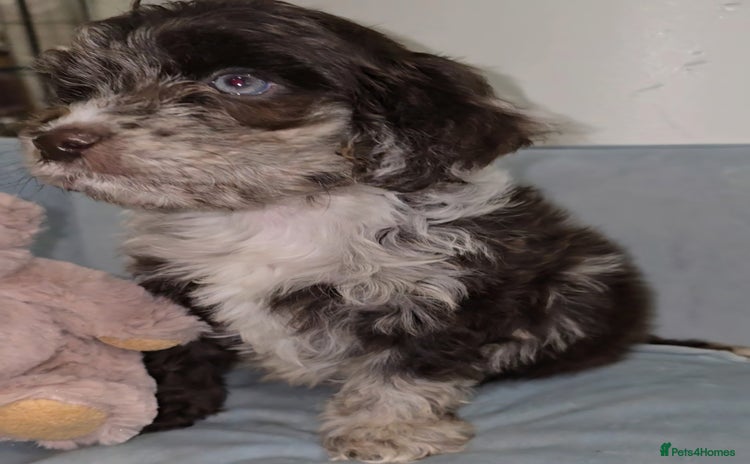 Cockapoo dogs - Advert 14