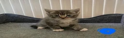 Mixed Breed cats for sale: Half ragdoll kittens - Advert 3